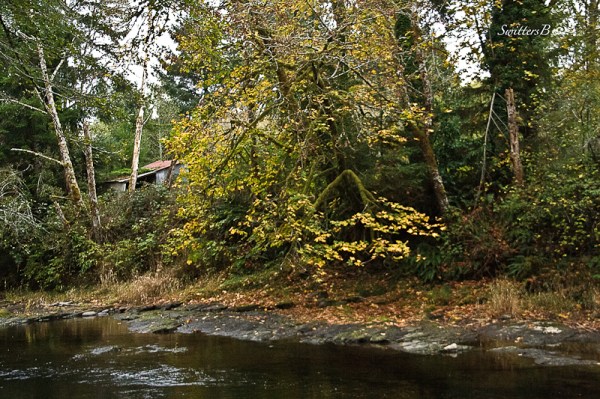 fall-leaves-river bank-shed-SwittersB-2