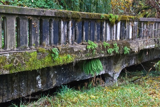 ferns-bridge railing-moss-mccarthey creek-SwittersB