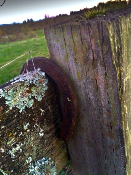 horseshoe-fence-post-lichen-SwittersB