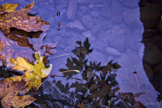 leaves-reflection-water-SwittersB