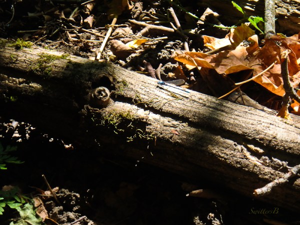 log, woods, maple leaf, forest, SwittersB