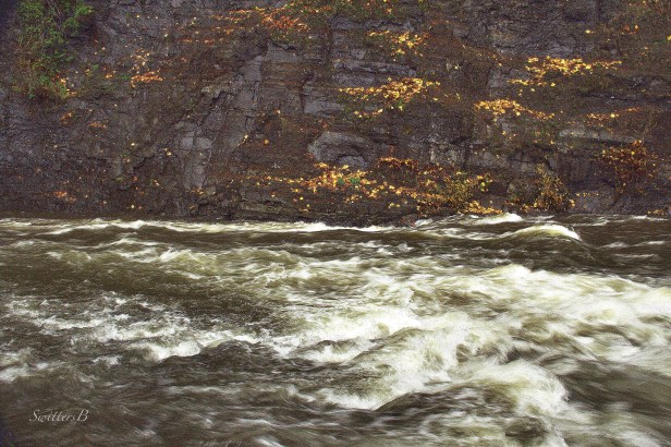 maple leaves-cliff-Salmon River-SwittersB