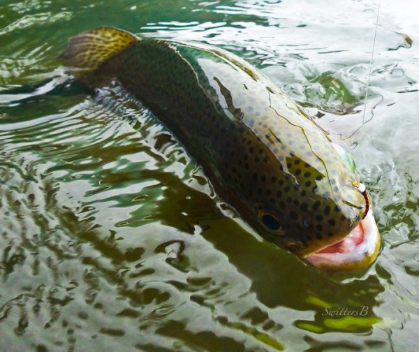 rainbow trout-midge-hooked-SwittersB