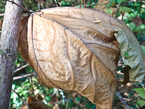 Fall-decay-leaf-age-SwittersB