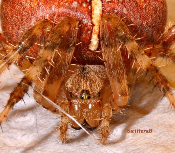 orb spider-2-swittersb