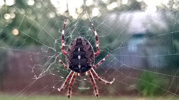 orb spider-sb
