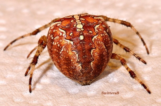 orb spider1-swittersb