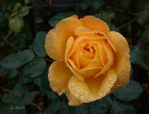 pop the cork-rose-November-SwittersB