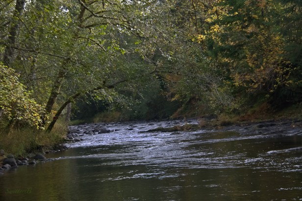 reaching across-river-branch-SwittersB