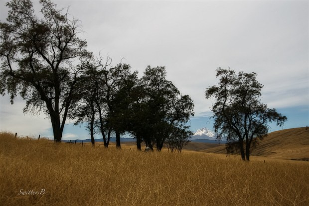 rugged trees-Mt. Hood-pioneer cemetery-SwittersB