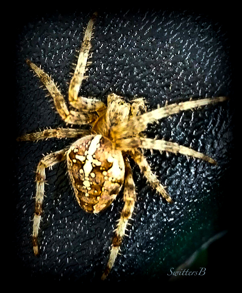 spider-orb weaver-Oregon-SwittersB