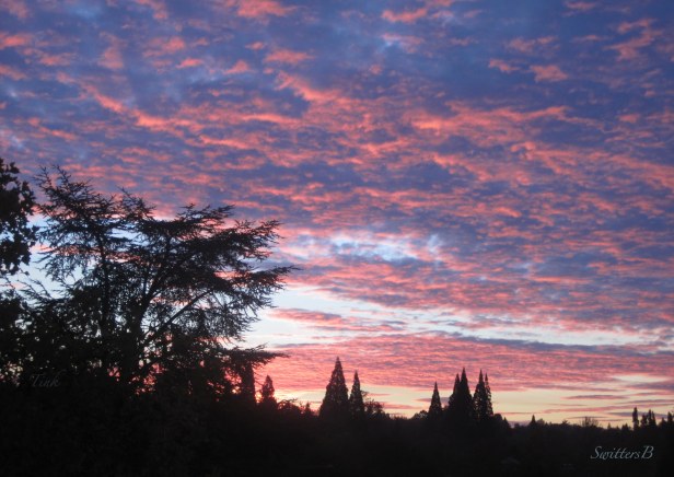 sunrise-red clouds-sky-tree-SwittersB