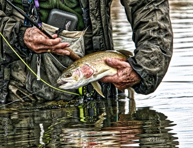 trout-TM-rainbow-midge-fly fishing-Oregon-SwittersB_HDR-2
