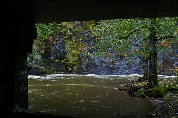 under bridge-Salmon R-trees-SwittersB