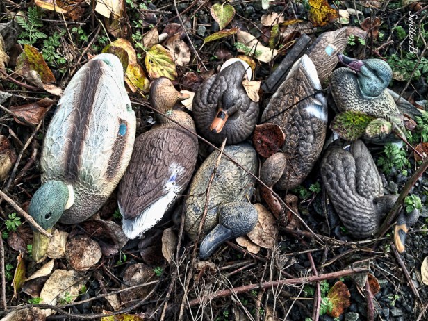 decoys-ducks-SwittersB