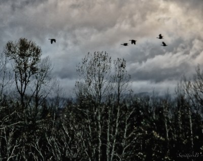 Geese in flight-Oregon-SwittersB