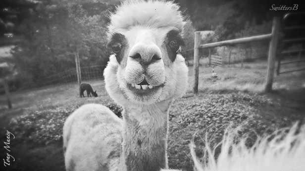 llama-farm-Tony Muncy-SwittersB