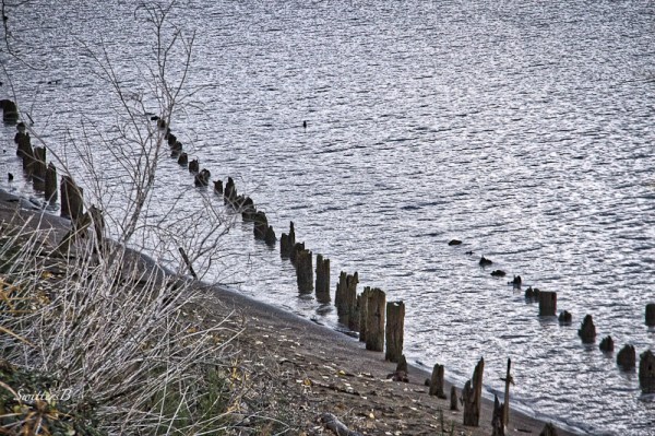 old pilings-Linnton-river-SwittersB