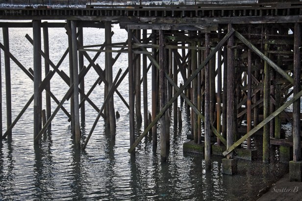 pilings-Linnton-Willamette R.-Oregon-SwittersB