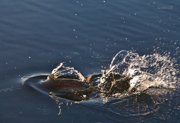 trout-take-fishing-splash-SwittersB