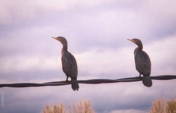 two birds-wire-Linnton-SwittersB