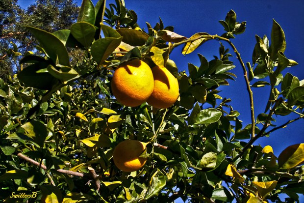 Lemon tree-California-SwittersB-2
