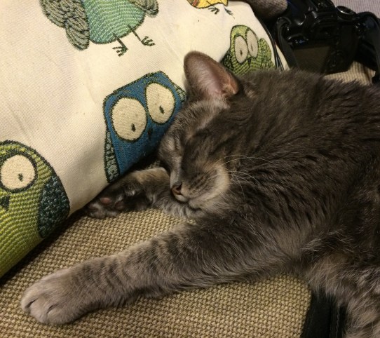 Penny the Cat-Owls-Cat-sleep-SwittersB