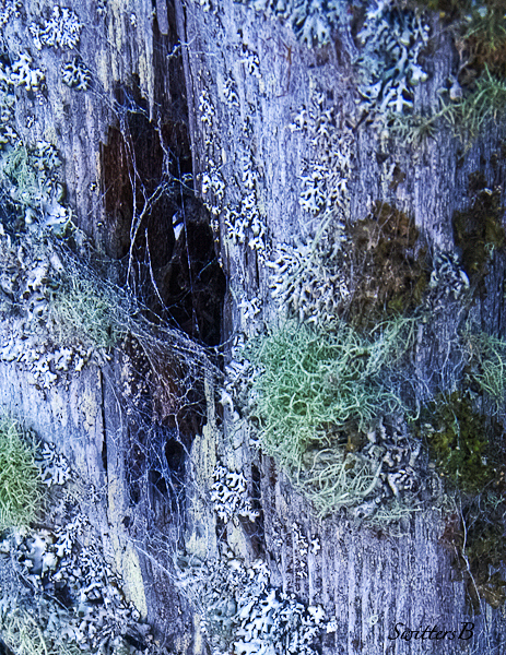 post-decay-post-SwittersB