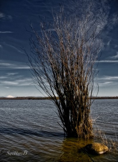 brush-water-Sturgeon Lake-SwittersB