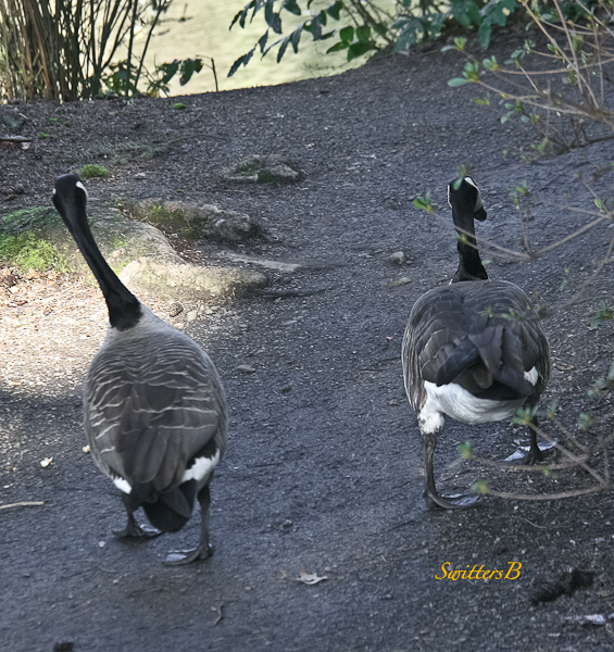 geese pair-rhody garden-SwittersB