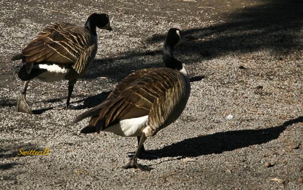 geese pair-strolling-rhody garden-SwittersB