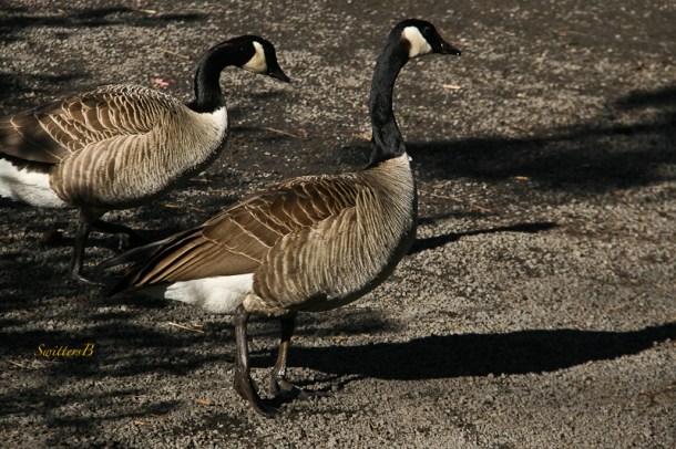 geese-pair-sunslight-SwittersB