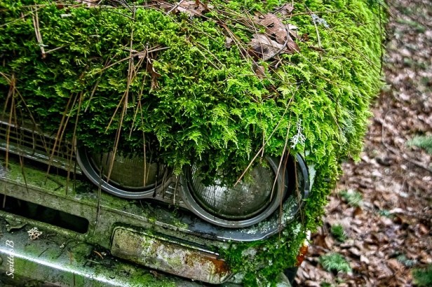 old Datsun-moss-headlights-forgotten-SwittersB