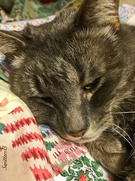 Penny-Tabby-SwittersB