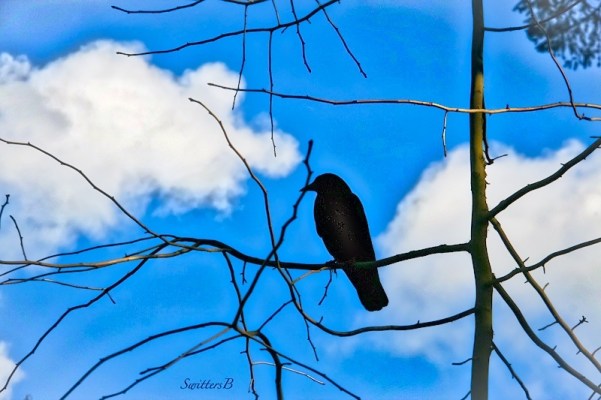 Spring-Crow-branches-sky-SwittersB-3_HDR