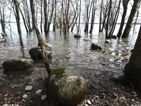 Sturgeon L. Shoreline SwittersB