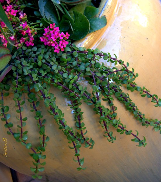 trailing-flower-garden-SwittersB