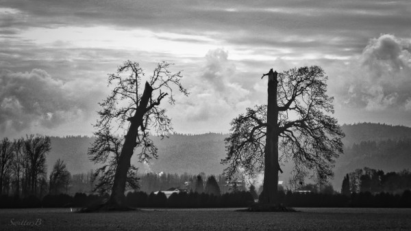 topped trees-Sauvies Island-SwittersB