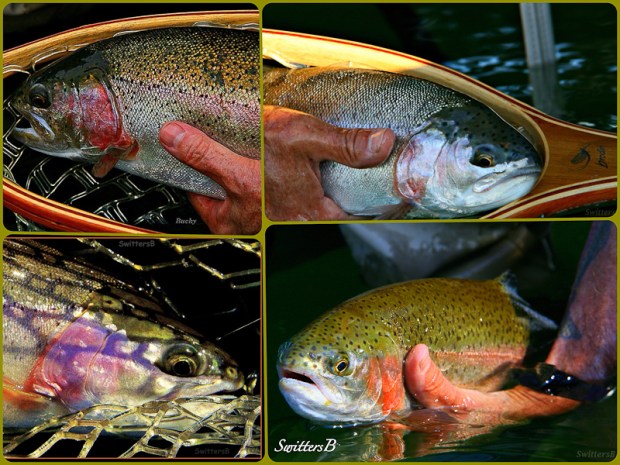 Trout Collage-Fly Fishing-Oregon-SwittersB