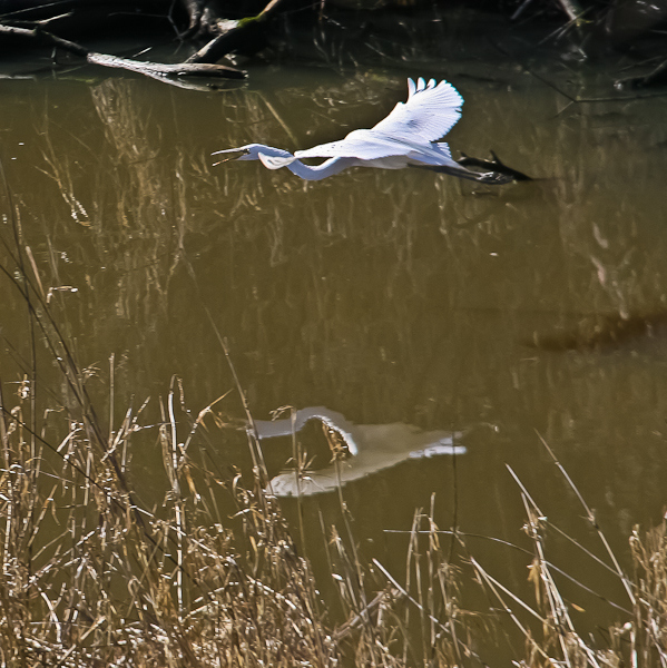 white egret-Oregon-Sauvie Island-SwittersB