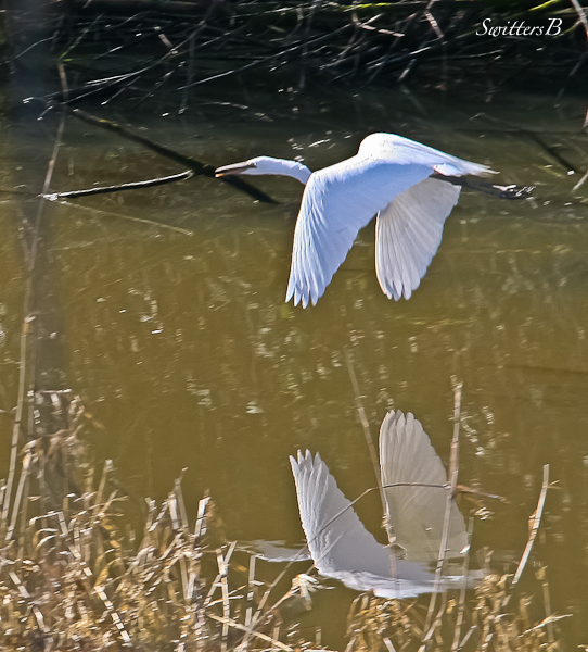 white egret-Sauvie Island-Oregon-SwittersB
