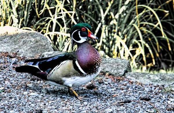 Wood Duck-Portland-SwittersB