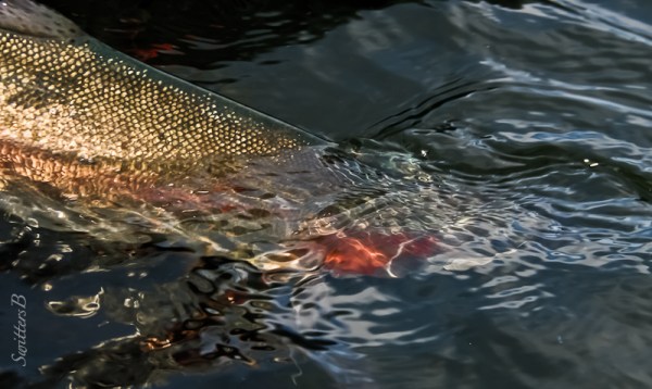 big trout release-Oregon-SwittersB