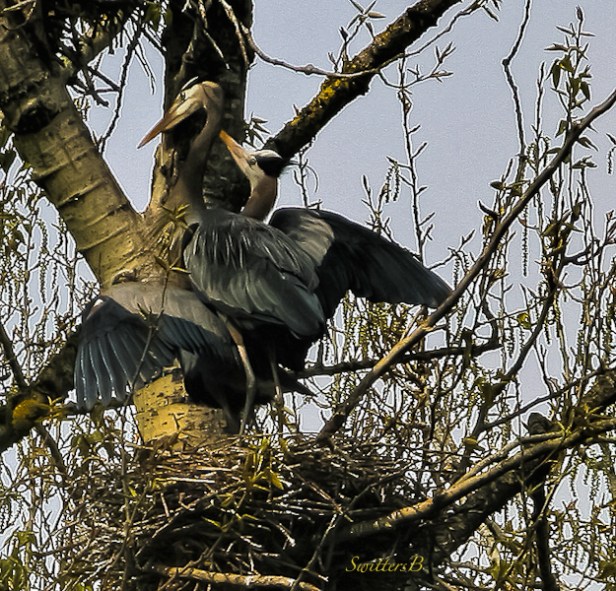 blue herons-Sauvie Island-tree-SwittersB