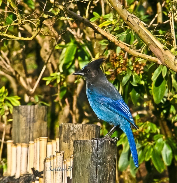 blue jay-bird-garden-SwittersB