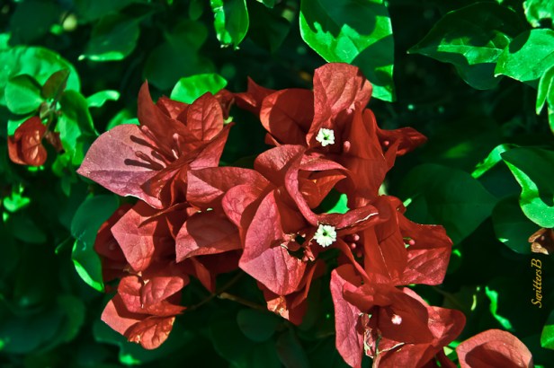 bougainvillea-Palm Desert-SwittersB