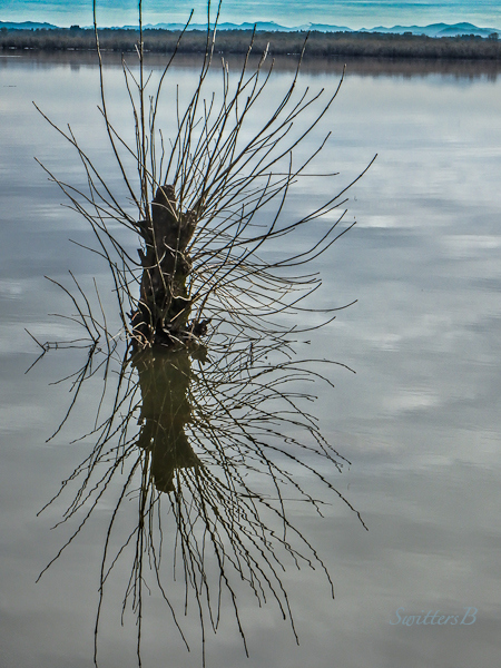 SwittersB-Sturgeon Lake-Oregon