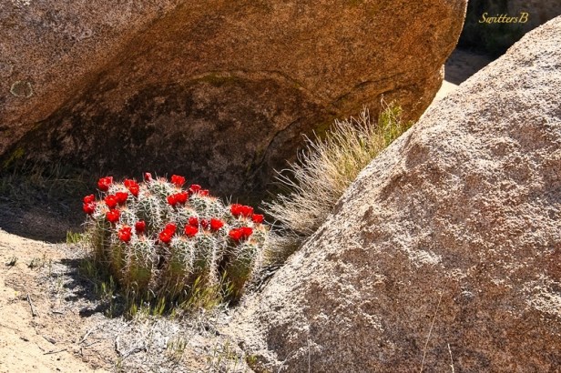 cactus & rocks-desert-SwittersB