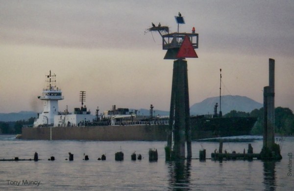 Columbia River-Birds-St.Helens-Tug-Tony Muncy-SwittersB