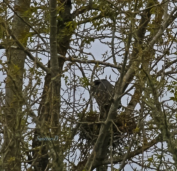 Eagle-nest-trees-SwittersB